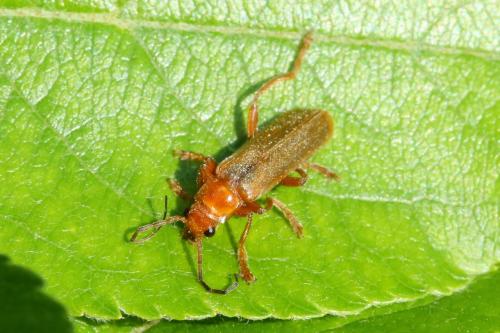 Cantharis rufa